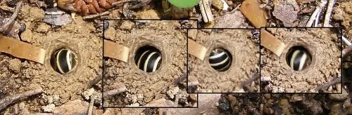 Réf. 333 302 : Halictus sexcinctus
